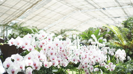 white flowers in the garden