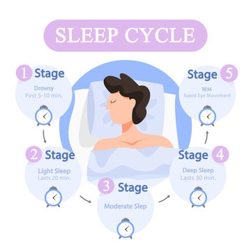 Sleep Cycle Infographics. Stage Of Sleep During