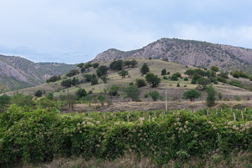 Fototapeta na wymiar Crimean Mountains and vineyards near the village Vesele , Crimea