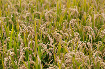 黄金色に稔った稲穂