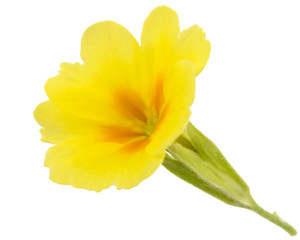 Yellow flower of primrose, isolated on white background