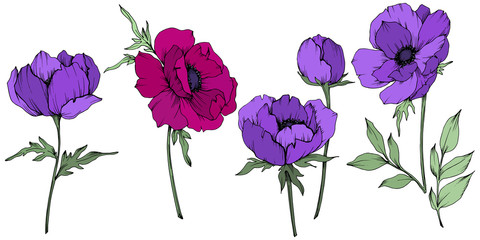 Vector Anemone floral botanical flowers. Black and white engraved ink art. Isolated anemone illustration element.