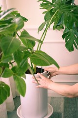 Man's hands gardening indoor potted plant in a city house
