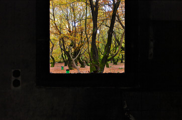 Beautiful autumn view from abandoned building window. Vibrant landscape nature colors, contrasts with pale dark building interior.