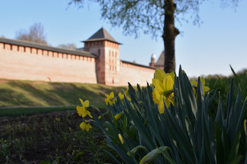 Obraz premium Spring view of yellow daffodils on the background of the Kremlin. Great Novgorod