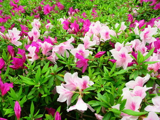公園の植え込みの満開の躑躅咲く風景