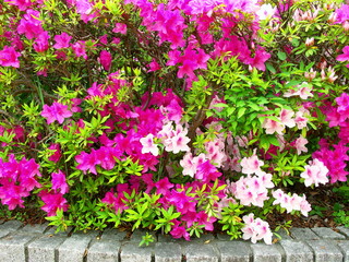 公園の植え込みの満開の躑躅咲く風景