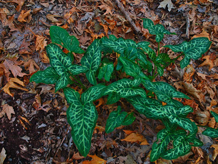 Beautiful green plant leaves shot from above, on autumn leafs covered land. Vibrant colorful image.