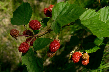 Blackberry bush in the garden.