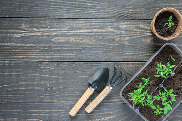 Eco friendly pots with young tomato sprouts on wooden background, garden trowel and rakes