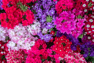 Colorful Flowers Red Blue White Purple Closeup