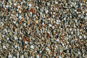 Seashells on the beach