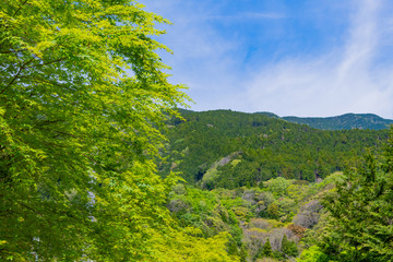 Fototapeta na wymiar 静岡県富士市　須津川渓谷の新緑　山並み
