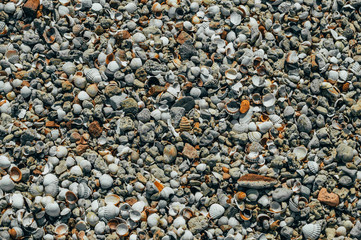 Seashells on the beach