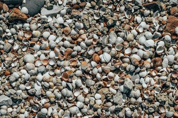 Seashells on the beach