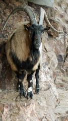 Mountain goat on the mountainside.