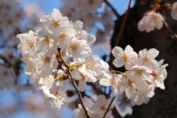 桜の花