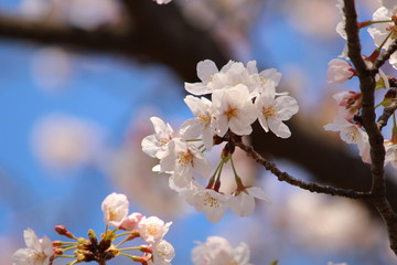 桜の花