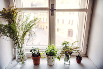 Plants in flower pots and vases on window sill. A startup of florist business.