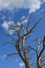 A Dead Tree in the forest with blue sky background