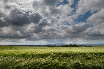 Champ d'orge sous un ciel menaçant
