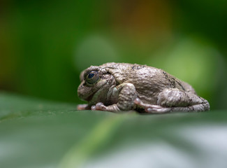 frog on leaf