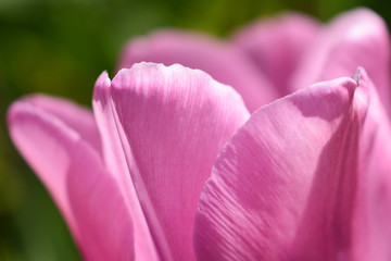 Tulip flower,petals close up