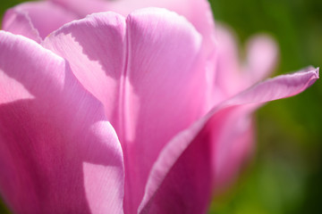 Fototapeta na wymiar Tulip flower,petals close up