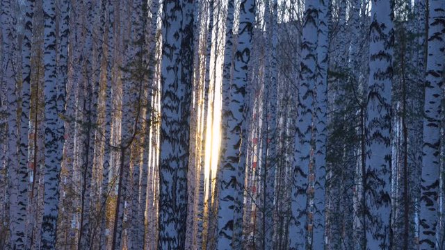 Sunset in birch grove
