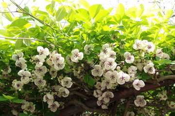 アケビの花 - Akebia flowers