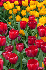 Red and yellow tulips on a sunny day.