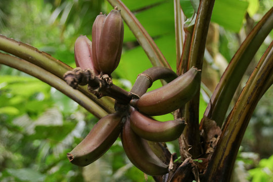 (Wild) Red Bananas in the rainforest of St. Lucia - Lesser Antilles