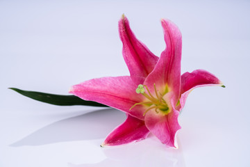 Pink lily flower