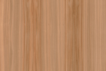 brown beech tree wood wallpaper structure surface texture background