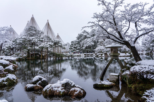 雪の兼六園 雪吊りされた唐崎松と徽軫灯籠 ※灯籠の隣のモミジは若い木