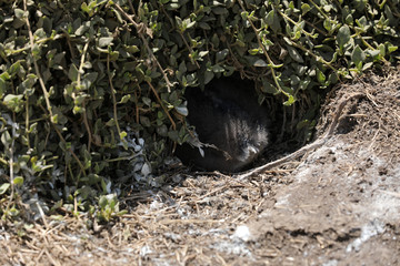 Totger Pinguin in Australien