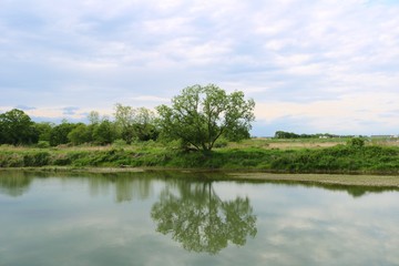 Fototapeta na wymiar 風景　春　緑　水面に映る　静か　杤木