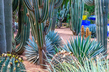 Plants in nature, in the natural environment. Cactus in the garden, park, under the open sky. Morocco