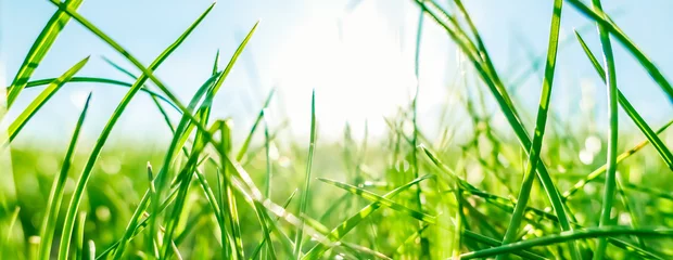 Wandcirkels Gras Fresh grass and sunny blue sky on a green field at sunrise, nature of countryside  © Anna Studio