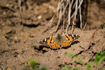 Colorful Painted Lady butterfly or Vanessa cardui on ground