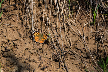 Colorful Painted Lady butterfly or Vanessa cardui on ground