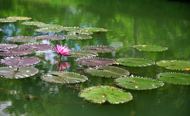 Lotus flowers, yellow stamens, pink petals in beautiful swamps morning