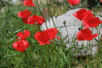 Fototapeta premium red poppy, a lot poppys on graceful green stems