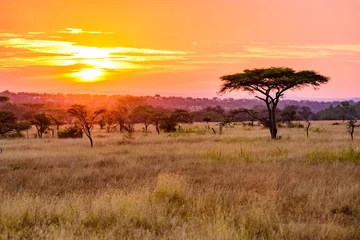 Tuinposter Zonsondergang in savanne van Afrika met acaciabomen, Safari in Serengeti van Tanzania © Simon Dannhauer