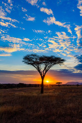 Fototapeta na wymiar Sunset in savannah of Africa with acacia trees, Safari in Serengeti of Tanzania