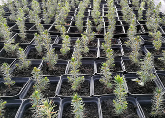 Pine, Christmas trees, junipers in pots and bonsai garden plants in a plant nursery