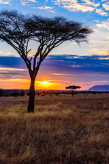 Sunset in savannah of Africa with acacia trees, Safari in Serengeti of Tanzania