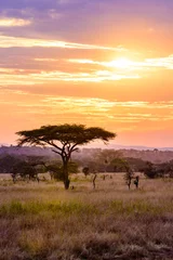 Fotobehang Zonsondergang in savanne van Afrika met acaciabomen, Safari in Serengeti van Tanzania © Simon Dannhauer