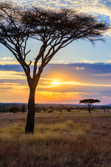 Sunset in savannah of Africa with acacia trees, Safari in Serengeti of Tanzania - 266330261