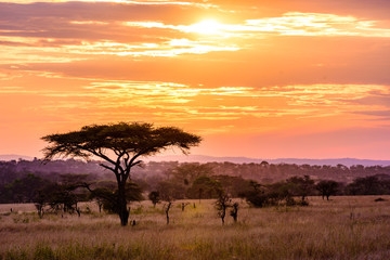 Naklejka na ściany i meble Sunset in savannah of Africa with acacia trees, Safari in Serengeti of Tanzania